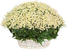 Цветочная композиция из Ромашки в корзине #REPLACE_PRED# Манасе